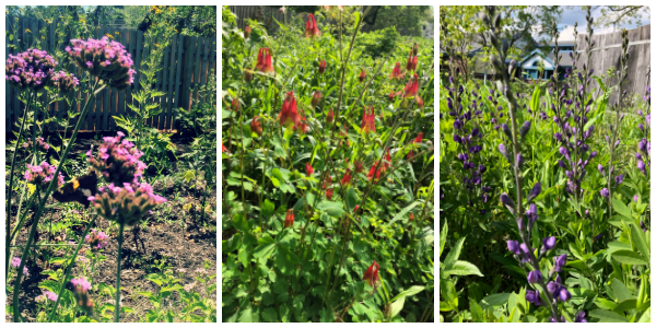 Native Plant Garden 2 Native Plant Garden 2